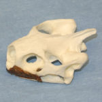 desert tortoise skull replica