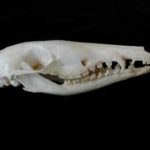 Long-Nosed Bandicoot Skull Replica