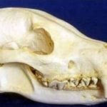dhole-skull-replica_rs340-FnRKI-kxvdn-tdObm
