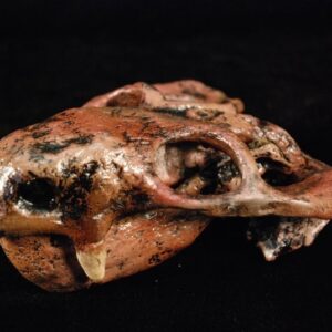 Dicynodon skull replica kpm5005S