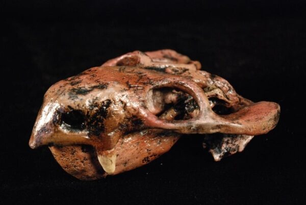 Dicynodon skull replica kpm5005S
