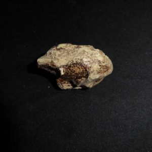 Dicynodont Grimbeeki Skull Replicas - Image 3