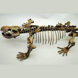 dicynodont skeleton mounted replica