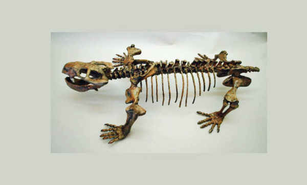 dicynodont skeleton mounted replica