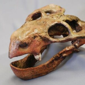 dicynodont skull replica kpm005s