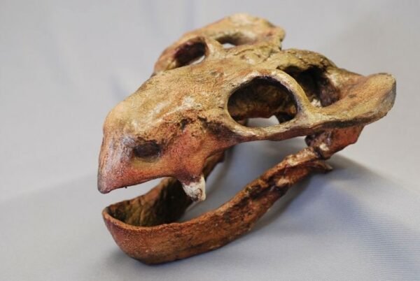 dicynodont skull replica kpm005s
