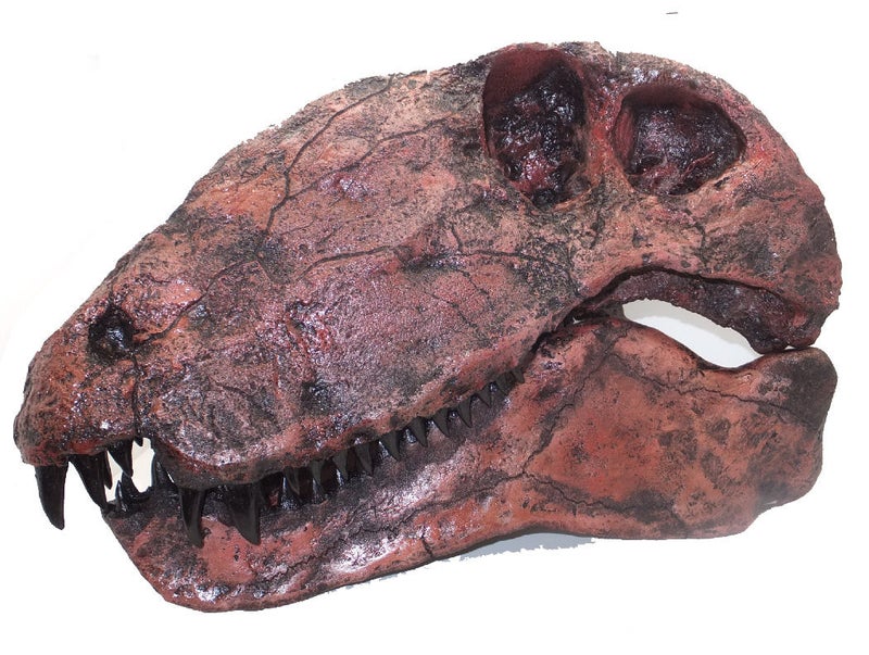 dimetrodon-limbatus-hayashibara-skull-replica-S113