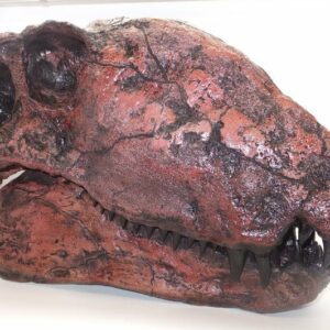 dimetrodon limbatus hayashibara skull replica close up S113