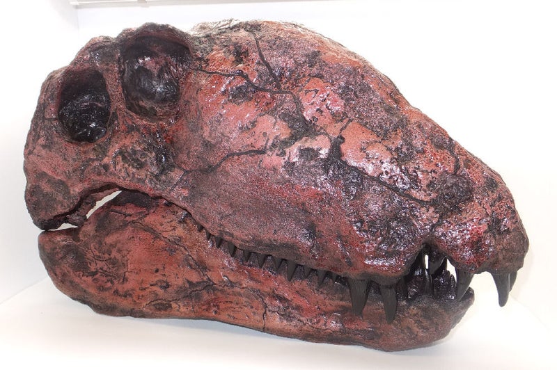 dimetrodon-limbatus-hayashibara-skull-replica-close-up-S113