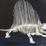 dimetrodon-limbatus-mounted-skeleton-AA104