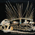 dimetrodon-limbatus-unmounted-skeleton-AA113A