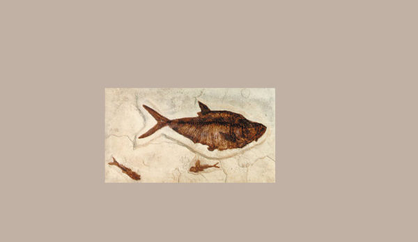 diplomystis dentatus fossil fish