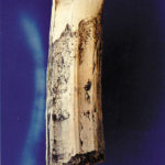 diprotodon-tooth-tusk-replica-T15