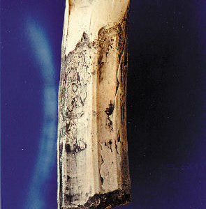 diprotodon tooth tusk replica