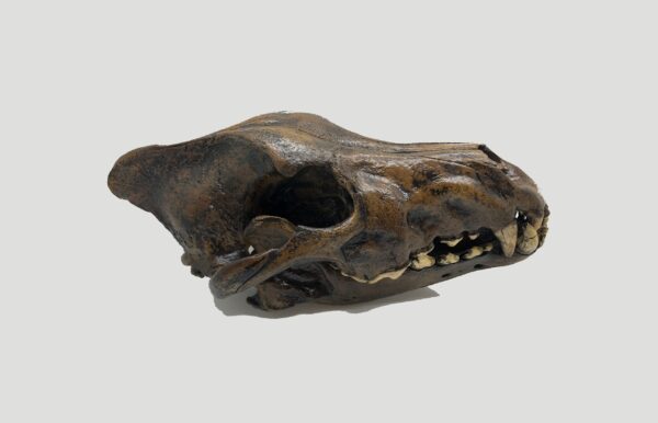 dire wolf skull replica S049