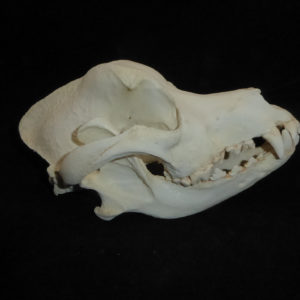 domestic dog skull replica