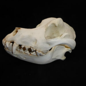 domestic dog skull replica facing left RS003