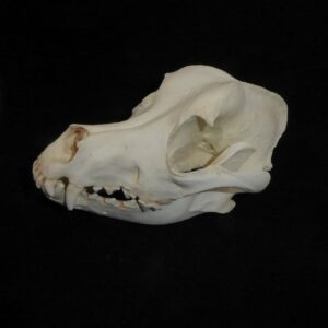 domestic dog skull replica titled left RS003