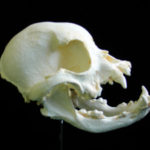 domestic-english-bulldog-skull-RS422