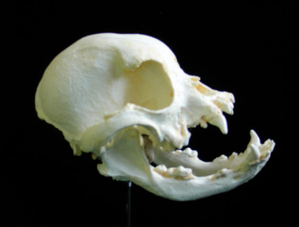 domestic english bulldog skull