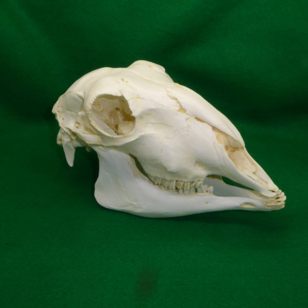 domestic sheep skull replica