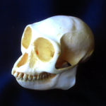 douc-langur-monkey-skull-CA15268