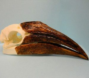 White-Thighed Female Hornbill Skull