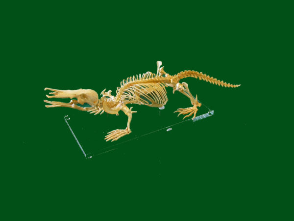duck billed platypus skeleton
