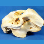 dugong male skull replica