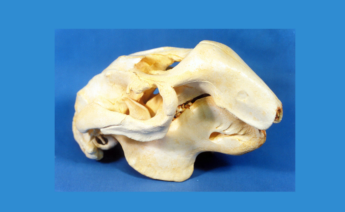 Dugong Male Skull Replica - Skeletons and Skulls Superstore