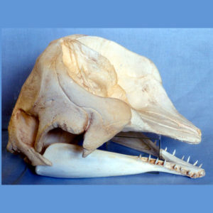 dwarf sperm whale skull