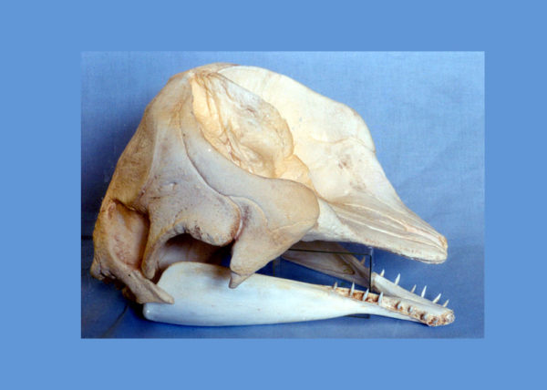 dwarf sperm whale skull