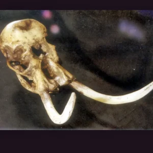 Dwarf woolly mammoth skull replica is 28.5 x 10.0 x 10.0 in. Mammuthus exilis skull is museum-quality polyurethane cast unsm specimen. Made in USA.