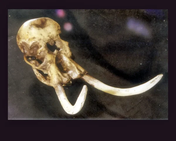 Dwarf woolly mammoth skull replica is 28.5 x 10.0 x 10.0 in. Mammuthus exilis skull is museum-quality polyurethane cast unsm specimen. Made in USA.