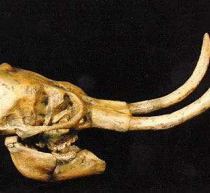 Dwarf woolly mammoth skull replica is 28.5 x 10.0 x 10.0 in. Mammuthus exilis is museum-quality polyurethane cast unsm specimen. 2-part skull.
