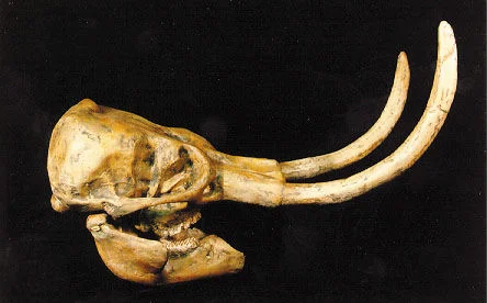 Dwarf woolly mammoth skull replica is 28.5 x 10.0 x 10.0 in. Mammuthus exilis is museum-quality polyurethane cast unsm specimen. 2-part skull.