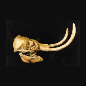 Dwarf woolly mammoth skull replica is 28.5 x 10.0 x 10.0 in. Mammuthus exilis skull is museum-quality polyurethane resin cast unsm specimen. 1:1.
