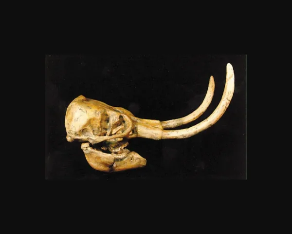 Dwarf woolly mammoth skull replica is 28.5 x 10.0 x 10.0 in. Mammuthus exilis skull is museum-quality polyurethane resin cast unsm specimen. 1:1.