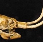 Dwarf Woolly Mammoth Skull