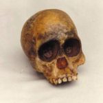 Taung Baby Reconstructed Skulls Replicas Models