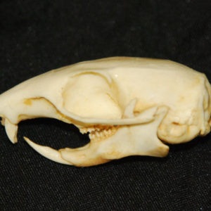 eastern chipmunk skull replica