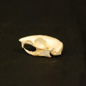 eastern chipmunk skull replica right tipped RS408