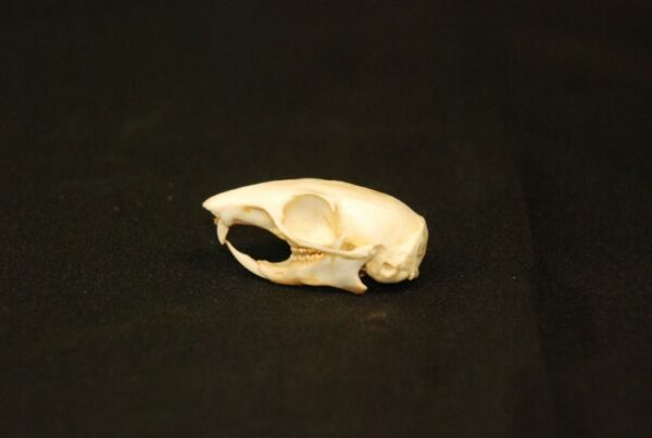 eastern chipmunk skull replica right tipped RS408
