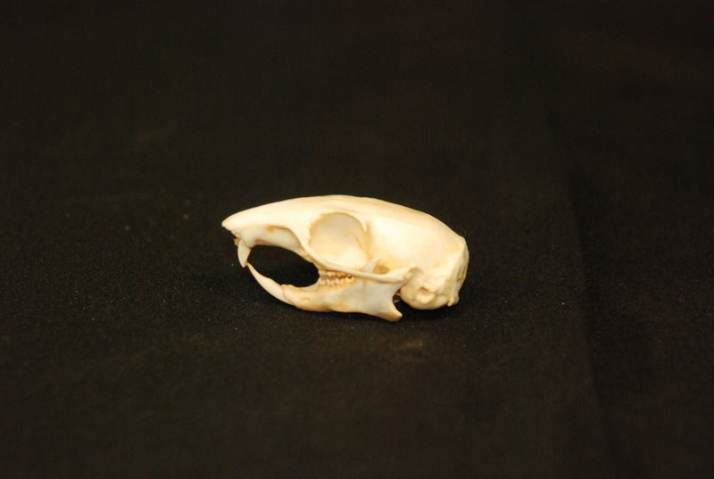 eastern-chipmunk-skull-replica-right-tipped-RS408