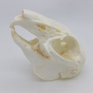 eastern cottontail rabbit skull replica