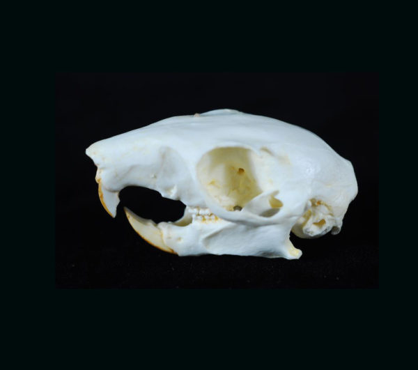eastern gray squirrel skull