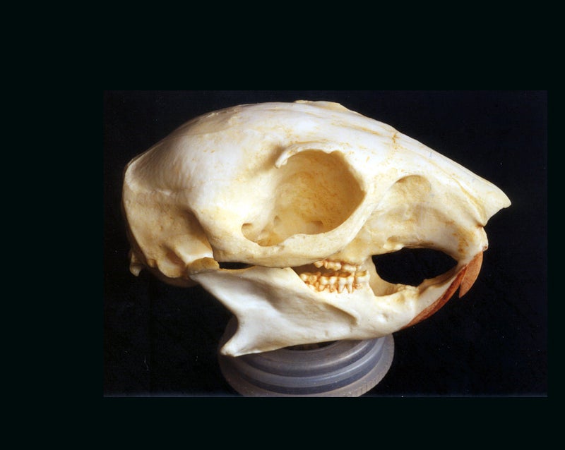 eastern-gray-squirrel-skull-replica-right-rs317