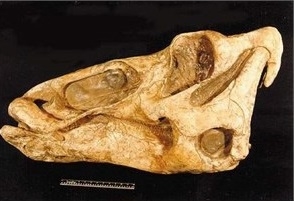 Edmontosaurus annectens Dinosaur Skull