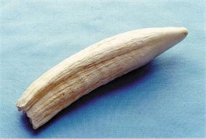 northern elephant seal canine