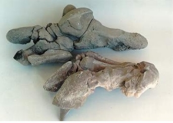 eremotherium-mirabile-articulated_hand_replica_C010-EKJtT-Mydfl-DJrVD Eremotherium Mirabile Giant Ground Sloth Hand